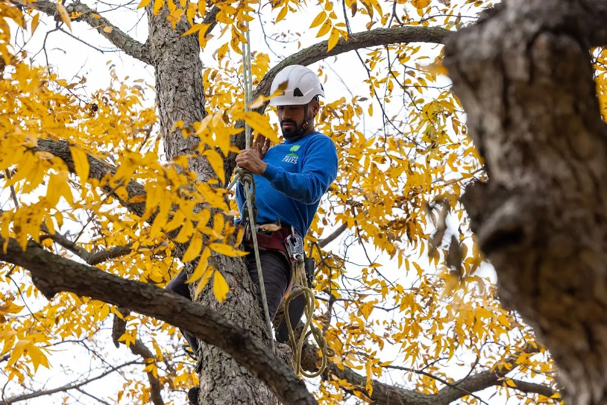 Skilled Storm Damage Cleanup crew working in New Holland